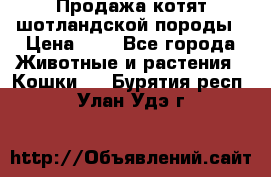 Продажа котят шотландской породы › Цена ­ - - Все города Животные и растения » Кошки   . Бурятия респ.,Улан-Удэ г.